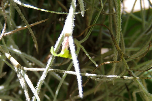 Tillandsia — photo 2 sur 9