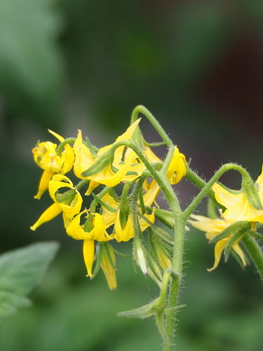 Tomates — Bild 2
