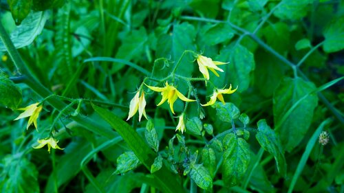 Tomates — Bild 4