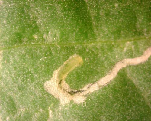 Mouche mineuse des feuilles de tomate — Bild 5