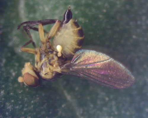 Mouche mineuse des feuilles de tomate — Bild 4