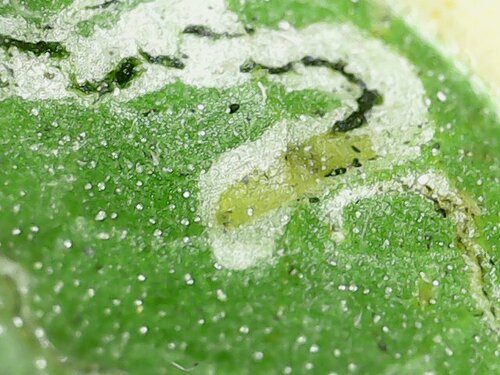 Mouche mineuse des feuilles de tomate — Bild 3