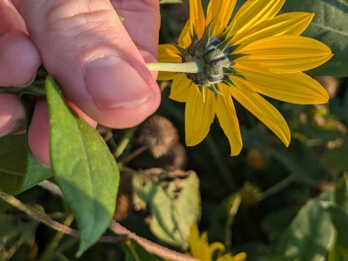 topinambour — Bild 2
