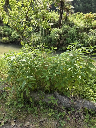 topinambour — photo 3 sur 9