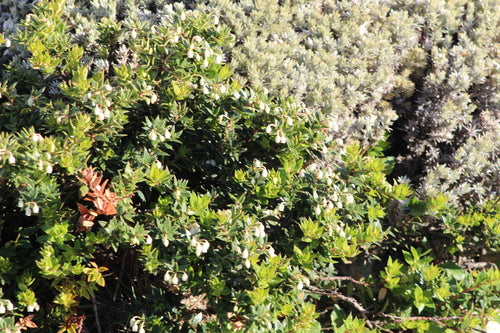 Tourbe de myrte — photo 1 sur 8