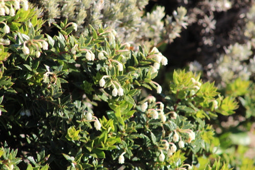Tourbe de myrte — photo 2 sur 8