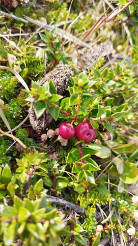 Tourbe de myrte — Bild 2