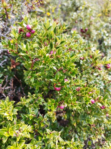 Tourbe de myrte — Bild 1