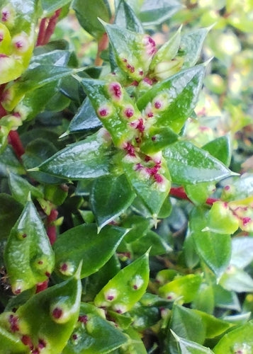 Tourbe de myrte — Bild 4