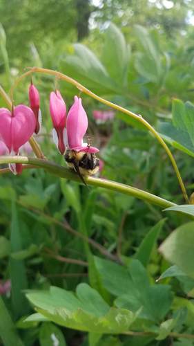 Traenendes Herz - Bild 7