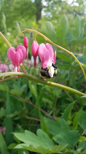 Traenendes Herz - Bild 5