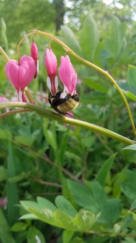 Coeur qui saigne — Bild 4