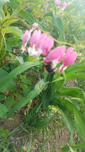 Coeur qui saigne — Bild 4