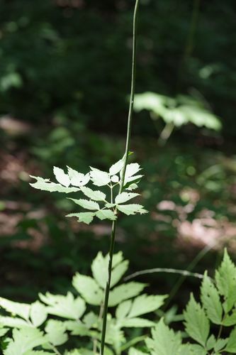 Actée à grappes noires — Bild 2