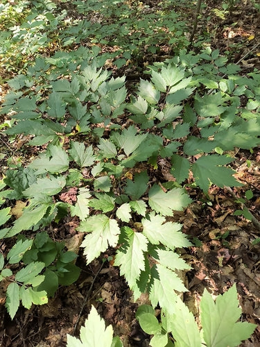 Actée à grappes noires — Bild 1