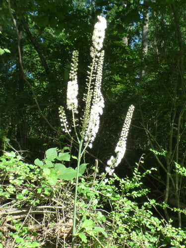 Actée à grappes noires — Bild 3