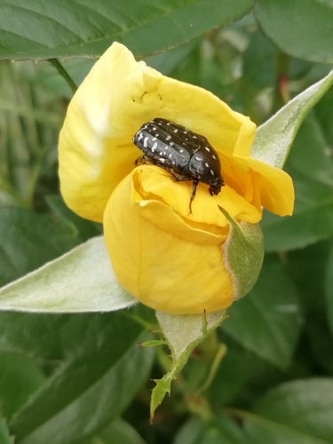 Coléoptère du rosier en deuil — Bild 5