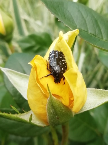Coléoptère du rosier en deuil — Bild 3