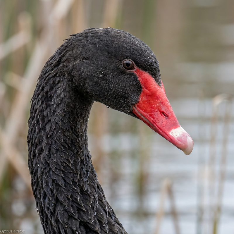 cygne en deuil