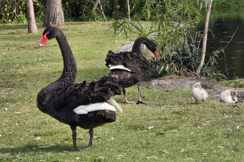 cygne en deuil — Bild 4