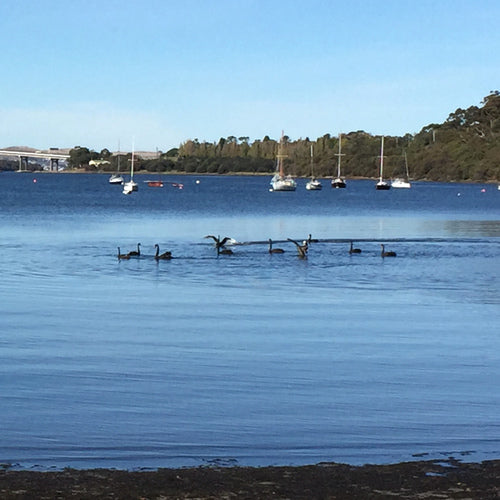 cygne en deuil — Bild 5