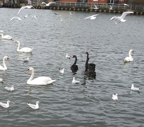 cygne en deuil — Bild 2