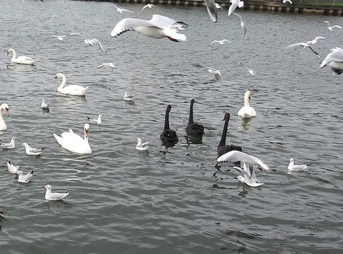 cygne en deuil — Bild 1