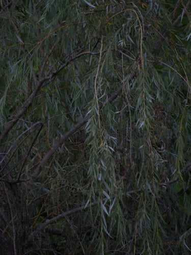 Saule pleureur — Bild 5