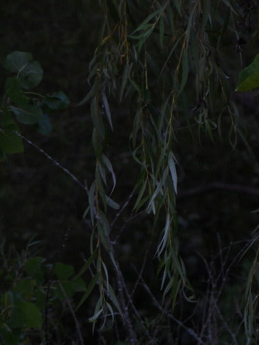 Saule pleureur — Bild 4