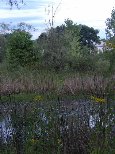 Saule pleureur — Bild 3