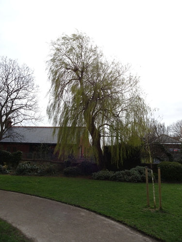 Saule pleureur — Bild 2