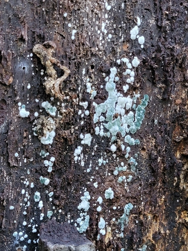 Trichoderma viride — Bild 5