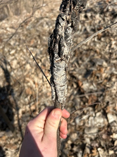 Trichothécium roseum — Bild 3