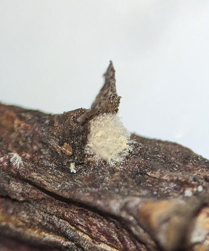 Trichothécium roseum — Bild 5