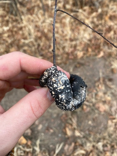 Trichothécium roseum — Bild 4
