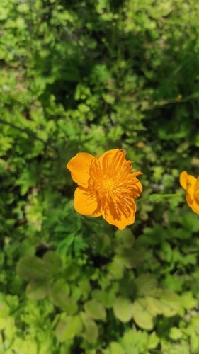 Fleur du globe — Bild 1