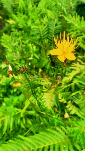 Fleur du globe — Bild 2