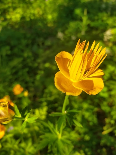 Fleur du globe — Bild 5