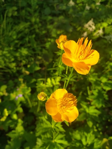 Fleur du globe — Bild 4