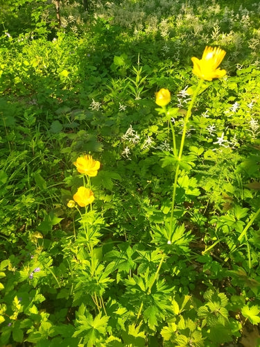 Fleur du globe — Bild 3
