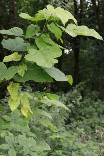 Arbre à trompette — Bild 2