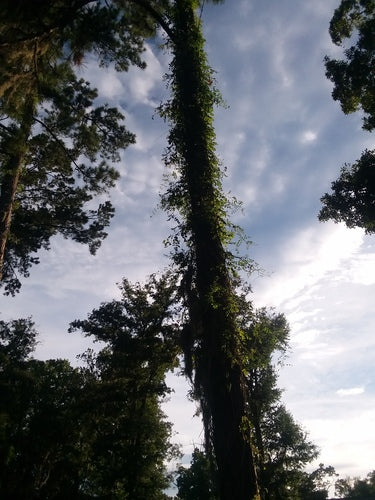 Naturaufnahme - Bild 1