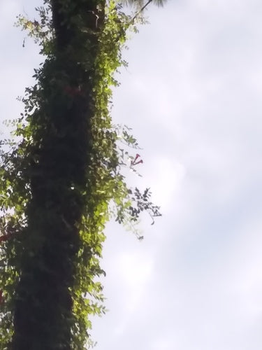 Naturaufnahme - Bild 7