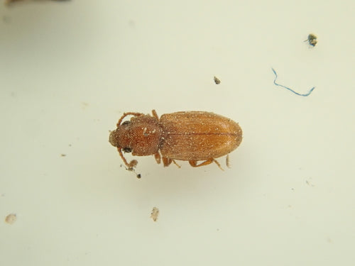 Coléoptère des moisissures tropicales — Bild 3