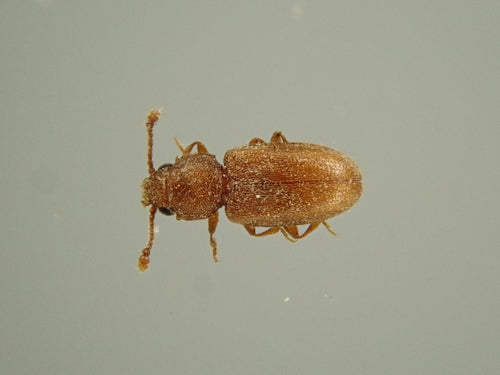 Coléoptère des moisissures tropicales — Bild 2