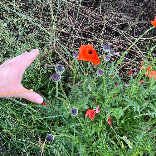 Pavot turc — Bild 4