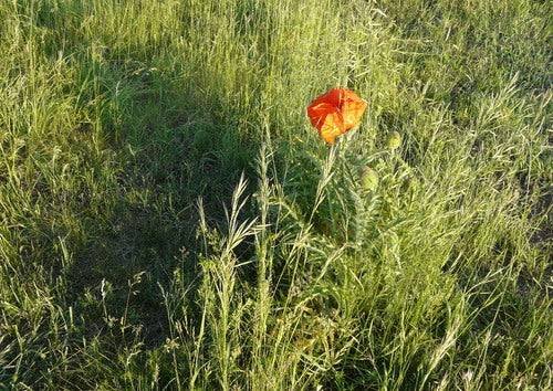 Pavot turc — Bild 3