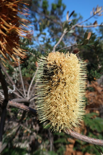 Banksia du rivage — photo 1 sur 8
