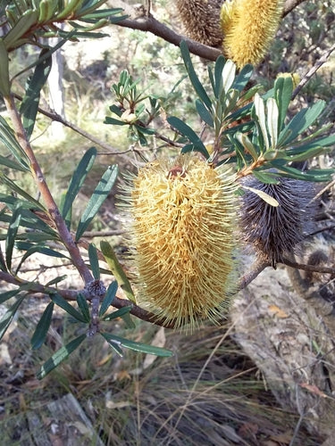 Banksia du rivage — photo 5 sur 8