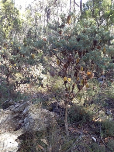Banksia du rivage — photo 4 sur 8